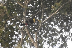 Ramphastos ambiguus