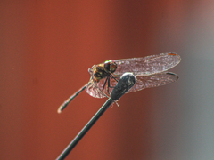 Dythemis sterilis