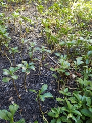 Pachysandra terminalis