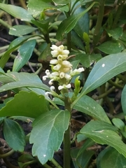 Pachysandra terminalis