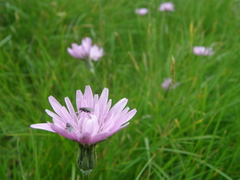 Scorzonera rosea