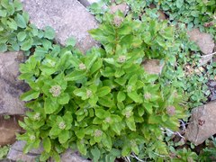 Hylotelephium telephium fabaria