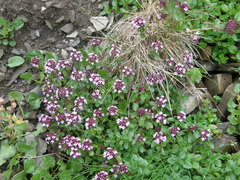 Thymus pulcherrimus