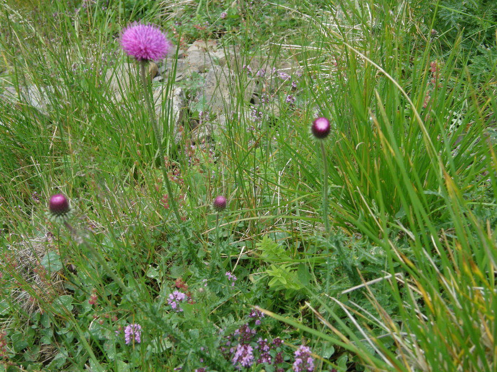 Carduus kerneri