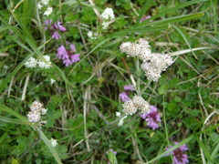 Antennaria carpatica