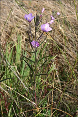 Epilobium pallidiflorum