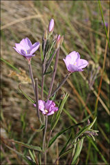 Epilobium pallidiflorum
