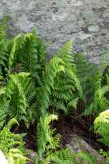 Dryopteris inaequalis