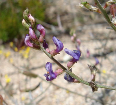 Astragalus bernardinus