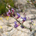 Astragalus bernardinus - Photo Mitzi Harding, NPS, sin restricciones conocidas de derechos (dominio público)