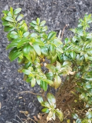 Buxus sempervirens