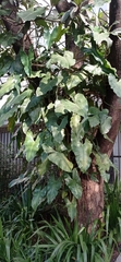 Philodendron quinquenervium