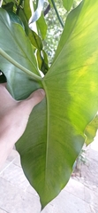 Philodendron quinquenervium