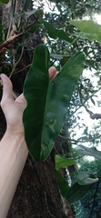 Philodendron quinquenervium