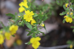 Hibbertia semipilosa