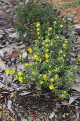 Hibbertia semipilosa