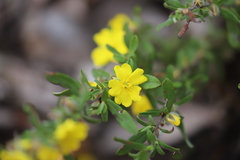 Hibbertia semipilosa