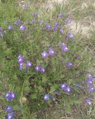 Scutellaria wrightii