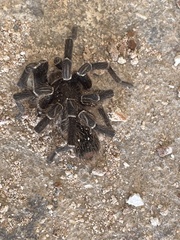 Cyrtopholis portoricae