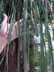Lepismium cruciforme