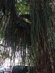 Lepismium cruciforme