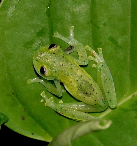 Emerald Glassfrog, Espadarana prosoblepon