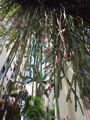 Lepismium cruciforme