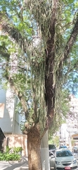 Lepismium cruciforme