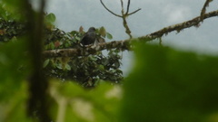 Cryptoleucopteryx plumbea