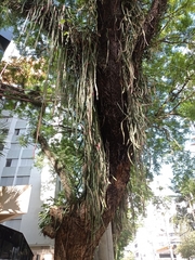 Lepismium cruciforme
