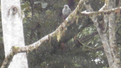 Cryptoleucopteryx plumbea