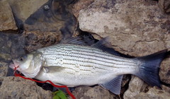 Morone chrysops × saxatilis