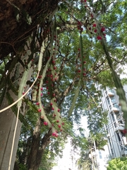 Lepismium cruciforme