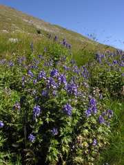 Aconitum nasutum