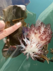 Dendronotus rufus
