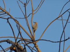 Melanerpes aurifrons