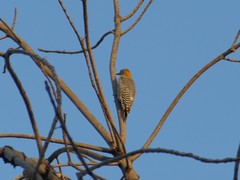Melanerpes aurifrons