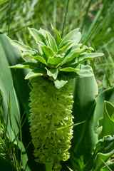 Eucomis autumnalis