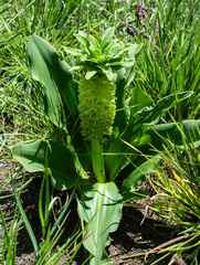 Eucomis autumnalis
