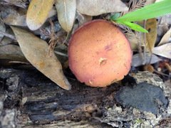 Gymnopilus liquiritiae