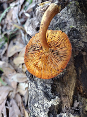 Gymnopilus liquiritiae