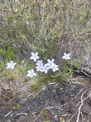 Wahlenbergia pygmaea pygmaea