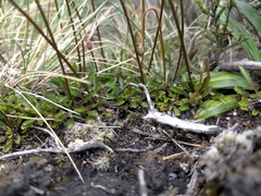 Wahlenbergia pygmaea pygmaea