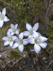 Wahlenbergia pygmaea pygmaea
