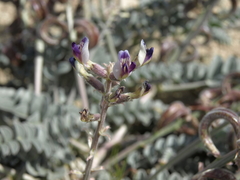 Astragalus layneae