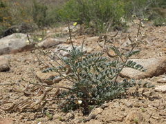 Astragalus layneae