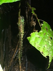 Enyalioides oshaughnessyi