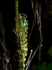 Enyalioides oshaughnessyi
