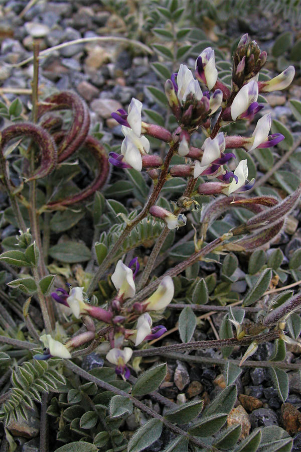 Astragalus layneae