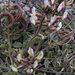Astragalus layneae - Photo (c) John Marquis, algunos derechos reservados (CC BY-NC-ND)